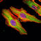 Matrilin 1 antibody, M07385, Boster Biological Technology, Immunofluorescence image 