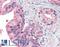 Melanotransferrin antibody, LS-A9849, Lifespan Biosciences, Immunohistochemistry frozen image 