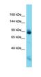 Neurofilament Medium antibody, orb331344, Biorbyt, Western Blot image 
