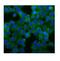 Desmoglein 2 antibody, PA1559, Boster Biological Technology, Immunofluorescence image 