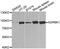 G Protein-Coupled Receptor Kinase 2 antibody, MBS127677, MyBioSource, Western Blot image 