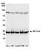 Ribosomal Protein L18a antibody, A305-030A, Bethyl Labs, Western Blot image 
