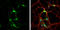 Staufen Double-Stranded RNA Binding Protein 2 antibody, GTX115836, GeneTex, Immunocytochemistry image 