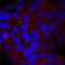 Bilirubin-specific UDPGT isozyme 1 antibody, PA5-47844, Invitrogen Antibodies, Immunocytochemistry image 