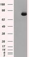 Aconitase 2 antibody, LS-C114898, Lifespan Biosciences, Western Blot image 