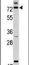 Calpain 9 antibody, PA5-14194, Invitrogen Antibodies, Western Blot image 