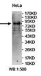 Protocadherin Beta 10 antibody, orb78125, Biorbyt, Western Blot image 