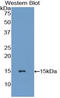 Growth/differentiation factor 6 antibody, LS-C294354, Lifespan Biosciences, Western Blot image 