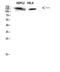 Insulin Receptor Substrate 2 antibody, STJ98667, St John