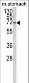 Transcription Elongation Regulator 1 Like antibody, LS-C161768, Lifespan Biosciences, Western Blot image 