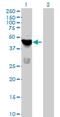 Testis-specific serine/threonine-protein kinase 1 antibody, H00083942-B01P, Novus Biologicals, Western Blot image 