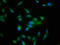Nardilysin Convertase antibody, LS-C675125, Lifespan Biosciences, Immunofluorescence image 