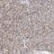 Afadin, Adherens Junction Formation Factor antibody, NBP1-90220, Novus Biologicals, Immunohistochemistry frozen image 