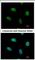 Nuclear Receptor Subfamily 4 Group A Member 1 antibody, NBP2-19613, Novus Biologicals, Immunofluorescence image 
