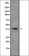 Neuronal Differentiation 6 antibody, orb335051, Biorbyt, Western Blot image 