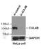 Cullin 4B antibody, 20882-1-AP, Proteintech Group, Western Blot image 