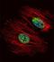 PAGE Family Member 3 antibody, orb256739, Biorbyt, Immunofluorescence image 