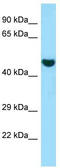 6-phosphogluconate dehydrogenase, decarboxylating antibody, TA343269, Origene, Western Blot image 