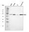 SYCP3 antibody, A05718-3, Boster Biological Technology, Western Blot image 