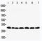 Peroxiredoxin 4 antibody, LS-C312983, Lifespan Biosciences, Western Blot image 