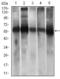 DEAD-Box Helicase 41 antibody, orb247504, Biorbyt, Western Blot image 
