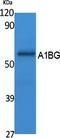 Alpha-1-B Glycoprotein antibody, A07289, Boster Biological Technology, Western Blot image 