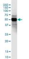 Coiled-Coil Domain Containing 8 antibody, H00083987-B01P, Novus Biologicals, Western Blot image 