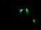 ARLTS1 antibody, LS-C173414, Lifespan Biosciences, Immunofluorescence image 