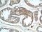 G Protein-Coupled Receptor 22 antibody, 19951-1-AP, Proteintech Group, Immunohistochemistry paraffin image 