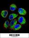 TBC1 Domain Family Member 13 antibody, 56-093, ProSci, Immunofluorescence image 