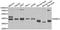 Nuclear Receptor Binding Factor 2 antibody, A6462, ABclonal Technology, Western Blot image 