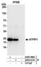 ATP Synthase Peripheral Stalk-Membrane Subunit B antibody, A305-417A, Bethyl Labs, Immunoprecipitation image 
