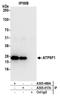 ATP synthase subunit b, mitochondrial antibody, A305-417A, Bethyl Labs, Immunoprecipitation image 