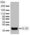 Interleukin-34 antibody, 701089, Invitrogen Antibodies, Western Blot image 