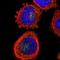Zinc Finger DHHC-Type Containing 13 antibody, HPA016759, Atlas Antibodies, Immunocytochemistry image 