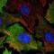 Cyclin B1 antibody, NBP2-56867, Novus Biologicals, Immunofluorescence image 