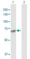 Mannosidase Alpha Class 1A Member 2 antibody, H00010905-D01P, Novus Biologicals, Western Blot image 