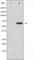 Paxillin antibody, abx011425, Abbexa, Western Blot image 