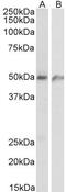Endothelial Cell Surface Expressed Chemotaxis And Apoptosis Regulator antibody, PA5-38003, Invitrogen Antibodies, Western Blot image 
