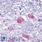 Parathyroid Hormone 2 Receptor antibody, LS-A249, Lifespan Biosciences, Immunohistochemistry frozen image 