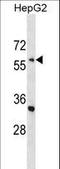 Ectodermal-Neural Cortex 1 antibody, LS-C167758, Lifespan Biosciences, Western Blot image 