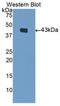 Natriuretic Peptide B antibody, LS-C372542, Lifespan Biosciences, Western Blot image 