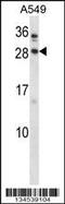 BARX Homeobox 1 antibody, 58-128, ProSci, Western Blot image 