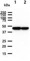 Creatine Kinase, Mitochondrial 1B antibody, MBS200289, MyBioSource, Western Blot image 