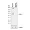 TNF receptor-associated factor 2 antibody, MAB3277, R&D Systems, Western Blot image 