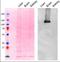 Adaptor Related Protein Complex 2 Subunit Alpha 1 antibody, orb178870, Biorbyt, Western Blot image 