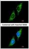 Purinergic Receptor P2X 2 antibody, NBP2-19655, Novus Biologicals, Immunocytochemistry image 