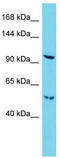 Rap Associating With DIL Domain antibody, TA329627, Origene, Western Blot image 