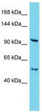 Ras-associating and dilute domain-containing protein antibody, TA329627, Origene, Western Blot image 