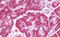 Uracil-DNA glycosylase antibody, MBS248221, MyBioSource, Immunohistochemistry frozen image 